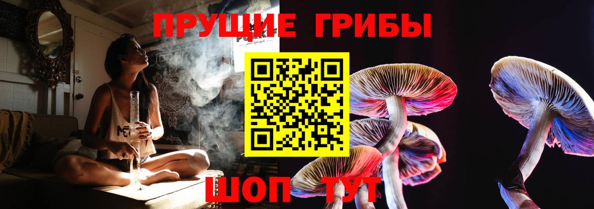 Курчалой  Псилоцибиновые грибы Cubensis  Вход с VPN  Галлюциногенные грибы Psilocybine cubensis 